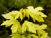 Acer campestre 'Postelense' 
